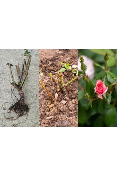 Троянда чайно-гібридна Нобіліс - саджанець з голим коренем